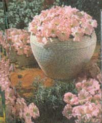 The pastel pink and cream coloration of Petunia Celebrity Chiffon Morn is delicate and feminine.